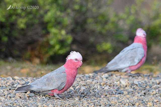 galah 3878