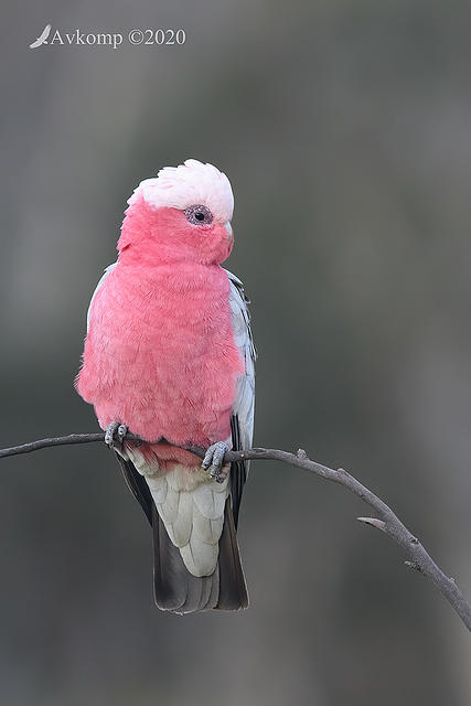 galah 4065