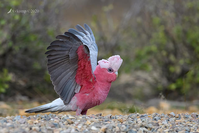 galah 4075