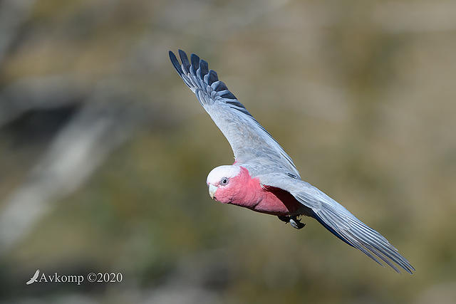 galah 4092