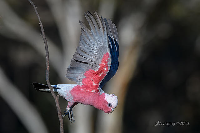 galah 4095