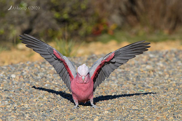 galah 4097