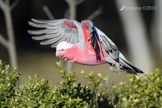 galah 4103