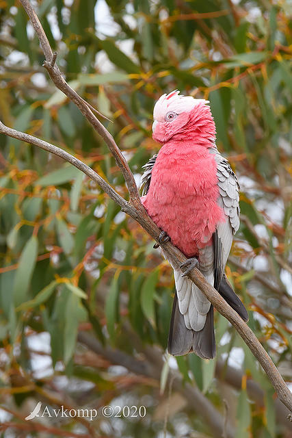 galah 4313