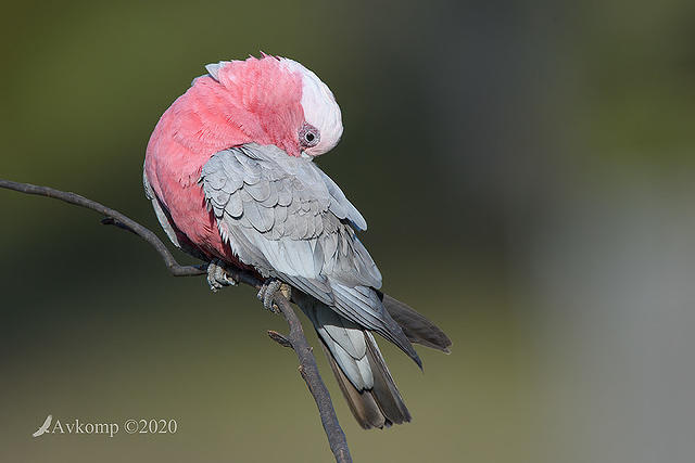 galah 4455