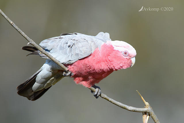 galah 4479