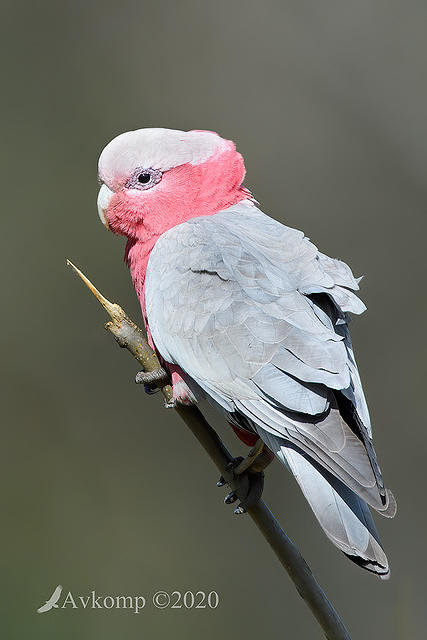 galah 4484