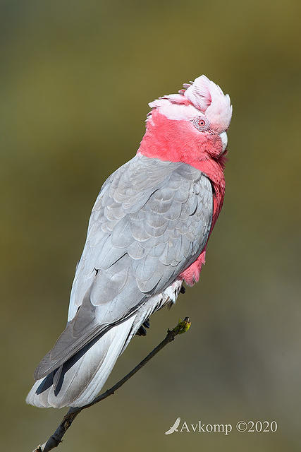 galah 4486