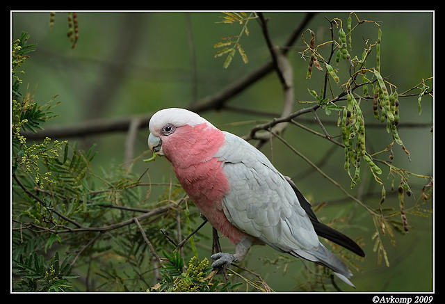 galah 4854