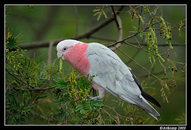 galah 4855