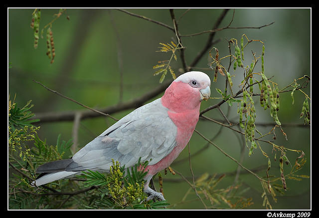 galah 4856