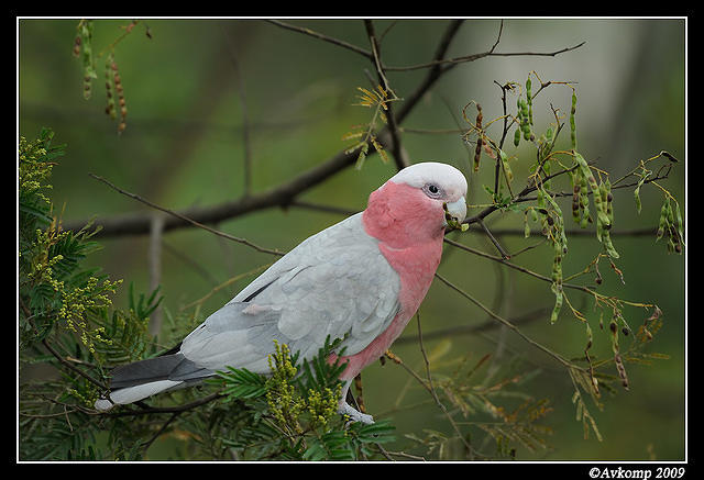 galah 4857