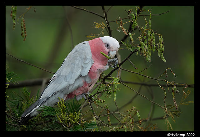 galah 4858