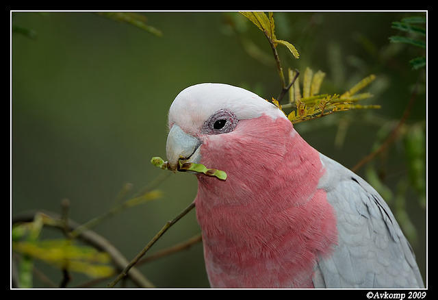 galah 4860