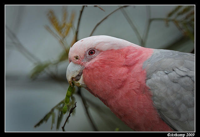 galah 4861