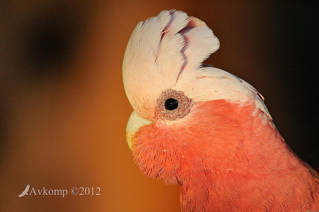 galah 5225