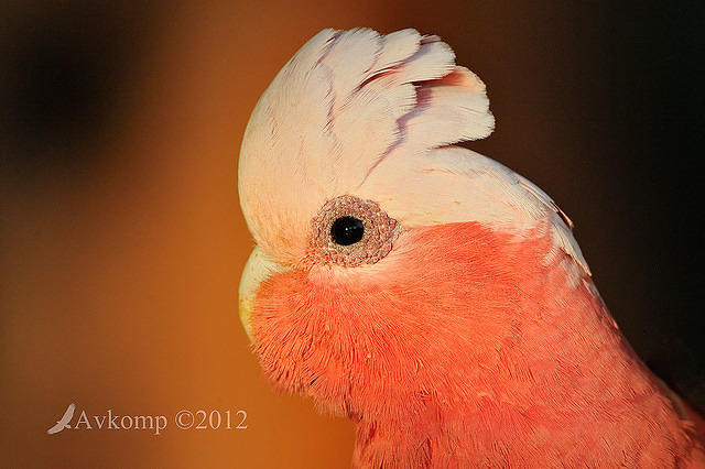 galah 5226