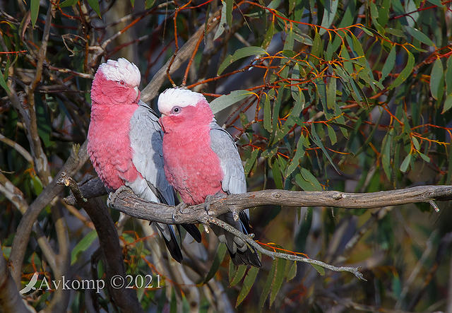 galah 5622