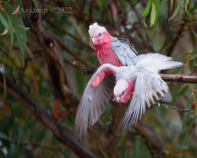 galah 6739