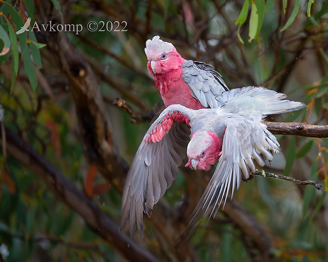 galah 6739a