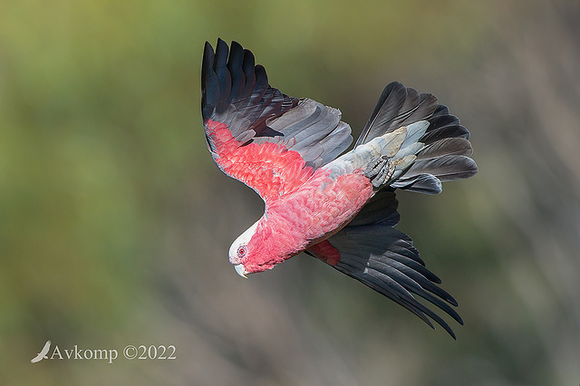 galah 6807