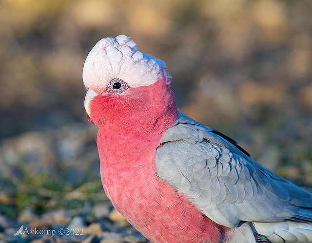 galah 7354