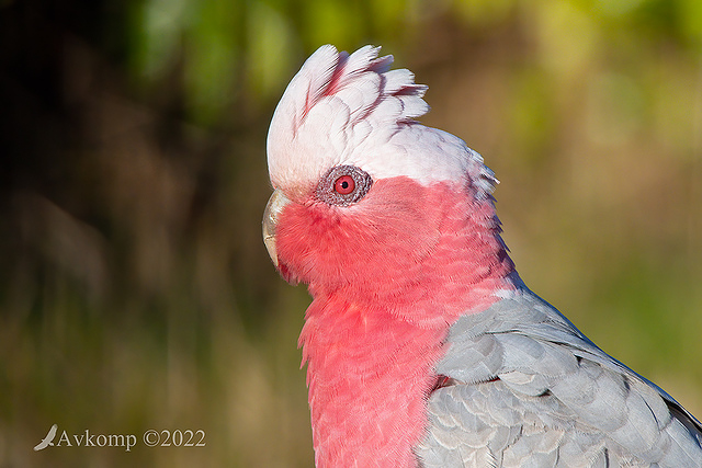 galah 7815