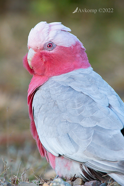 galah 7820