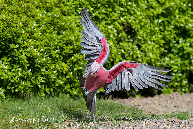 galah 8248