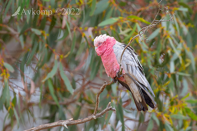 galah 9009