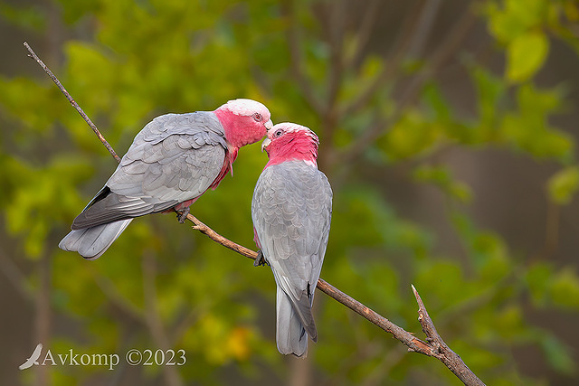 galah 9533