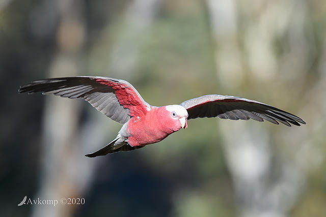 galah4205