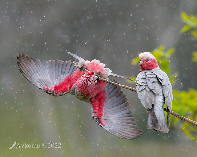 galah8463