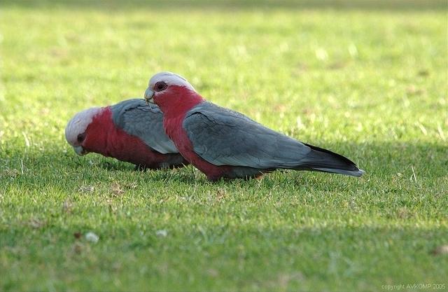 galahs 01 std