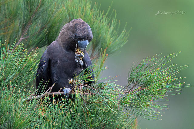 glossy black cockatoo 0617