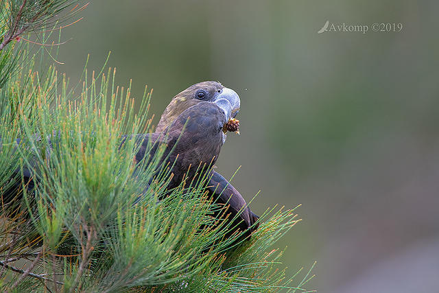 glossy black cockatoo 0659