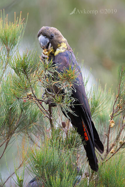 glossy black cockatoo 0704