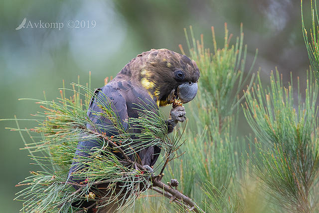 glossy black cockatoo 0716