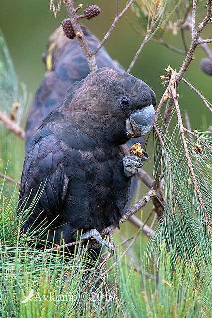 glossy black cockatoo 0753