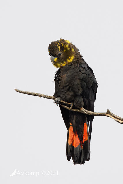 glossy black cockatoo 5426