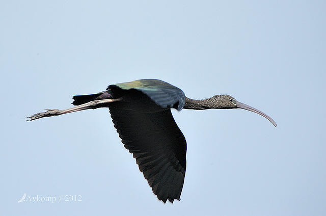 glossy black ibis 3469