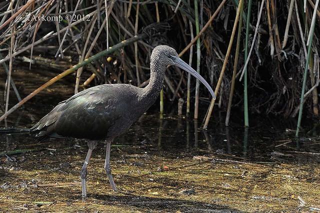 glossy black ibis 3474