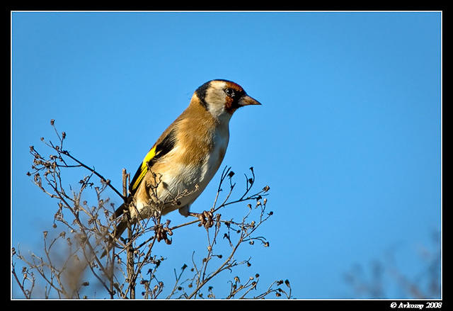 gold finch 1859