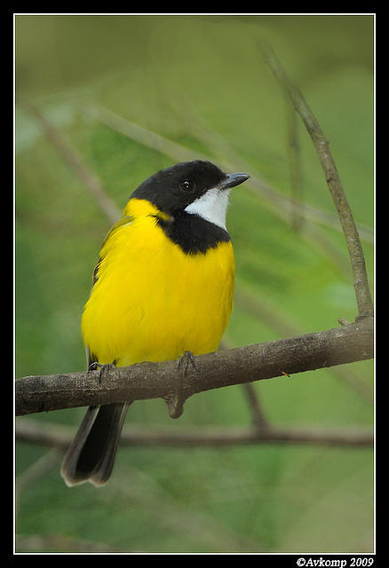 golden whistler 3974