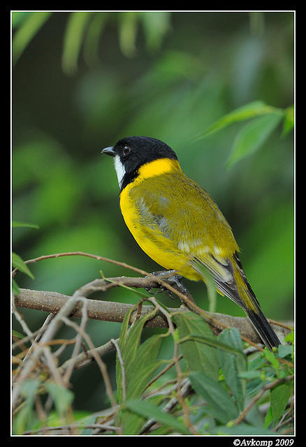 golden whistler 3978