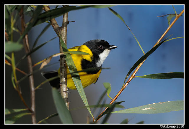 golden whistler 6357