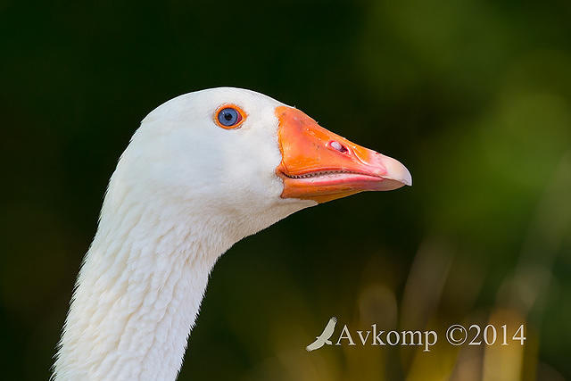 goose 18404