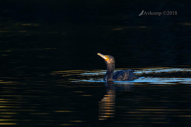 great cormorant 0064