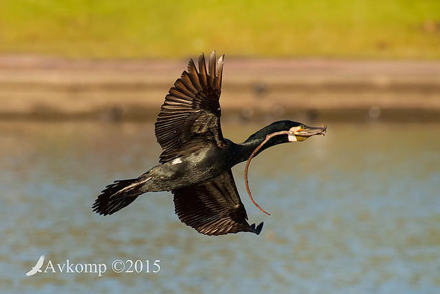 great cormorant 0318