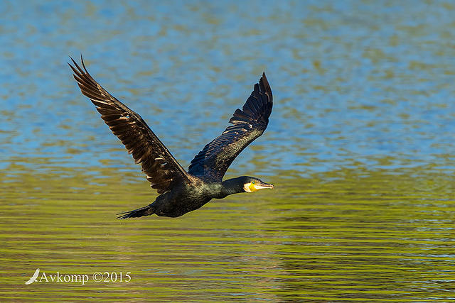 great cormorant 0807